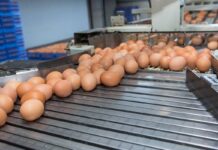 Machine learning authentication of laying hen housing via egg quality