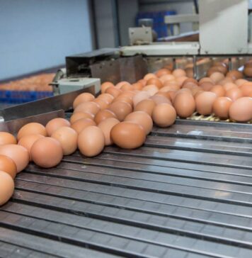Machine learning authentication of laying hen housing via egg quality