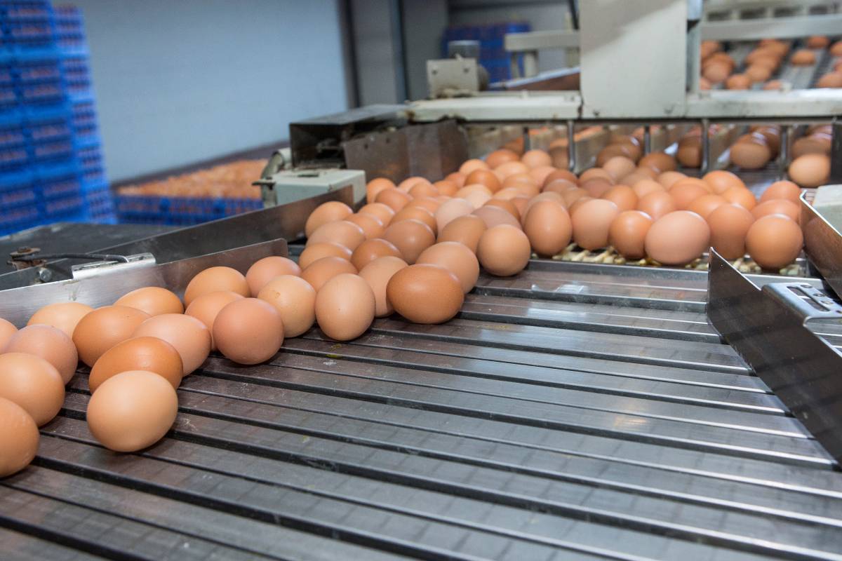 Machine learning authentication of laying hen housing via egg quality