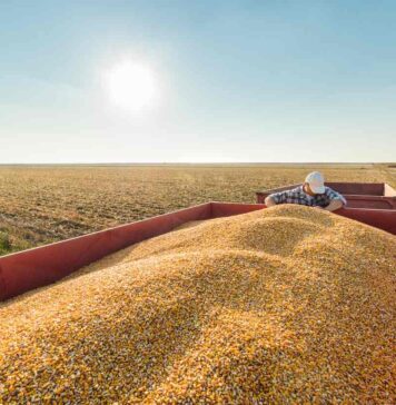Brazil debates possible feed additive restrictions as it races to meet EU antimicrobial rules