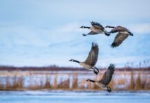 Study suggests H5N1 D1.1 circulated before its first detection in North America