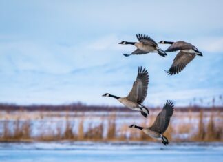 Study suggests H5N1 D1.1 circulated before its first detection in North America