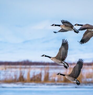 Study suggests H5N1 D1.1 circulated before its first detection in North America