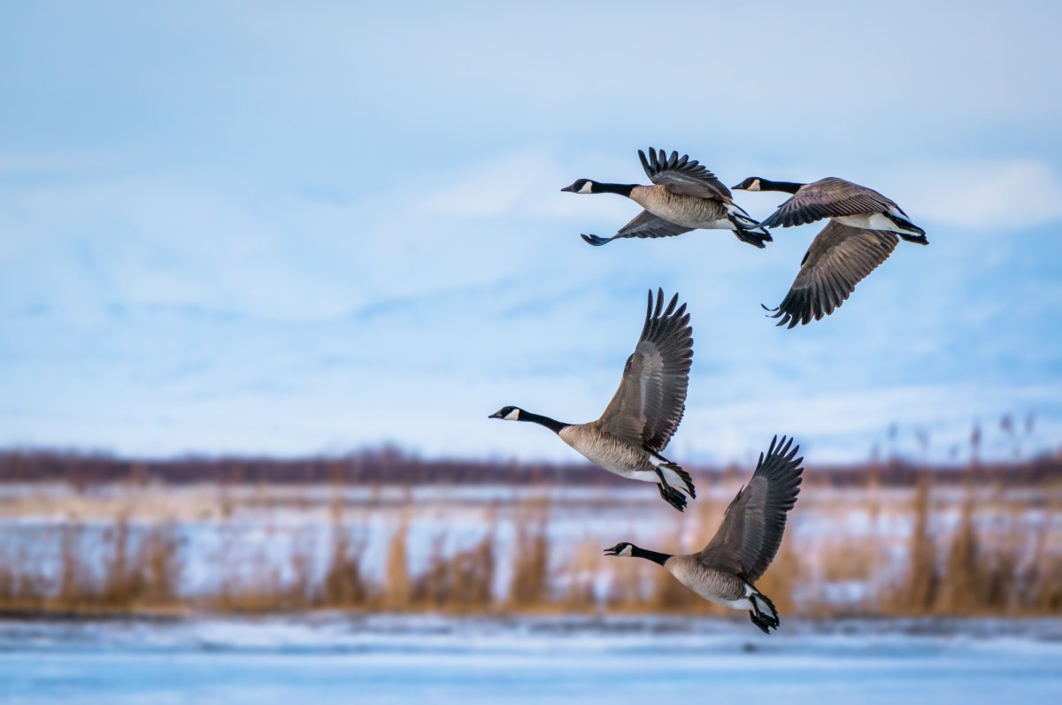 Study suggests H5N1 D1.1 circulated before its first detection in North America 