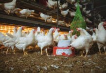 Interreg NWE OMELETTE project demonstrates practical pathway to longer, healthier laying cycles