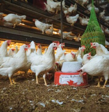 Interreg NWE OMELETTE project demonstrates practical pathway to longer, healthier laying cycles