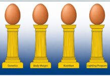 Optimizing egg size in commercial layers