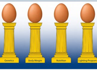 Optimizing egg size in commercial layers