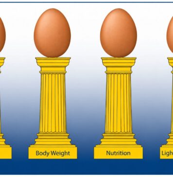 Optimizing egg size in commercial layers