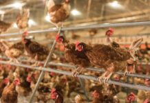 Wahdat Poultry expands after PSX listing, adds 100,000 layer birds