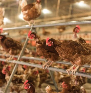 Wahdat Poultry expands after PSX listing, adds 100,000 layer birds