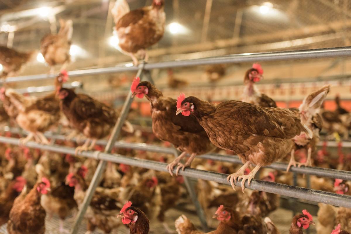 Wahdat Poultry expands after PSX listing, adds 100,000 layer birds