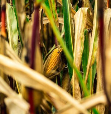 FEFAC welcomes the EU Protein Plan and Livestock Strategy, reaffirms commitment to a resilient European feed system