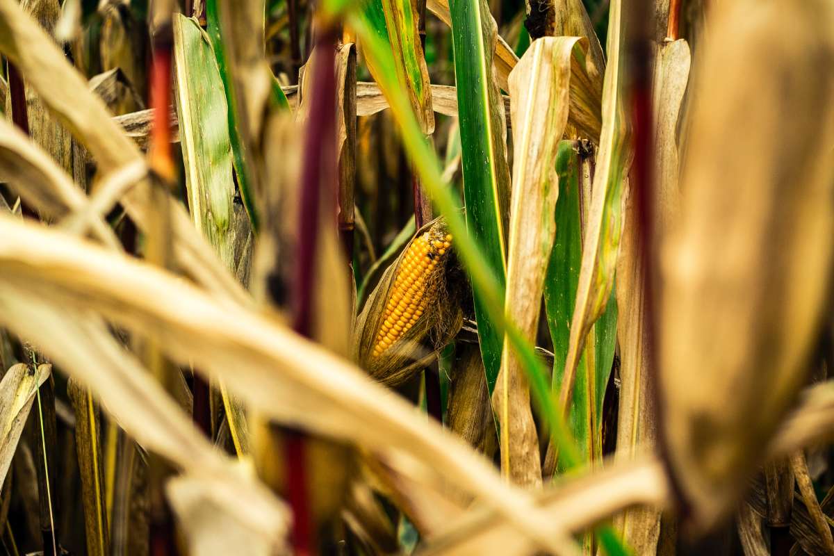 FEFAC welcomes the EU Protein Plan and Livestock Strategy, reaffirms commitment to a resilient European feed system