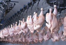 Ghana eyes Egyptian know‑how to cut poultry imports and boost local production