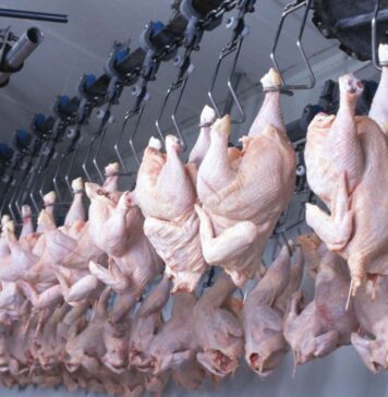 Ghana eyes Egyptian know‑how to cut poultry imports and boost local production