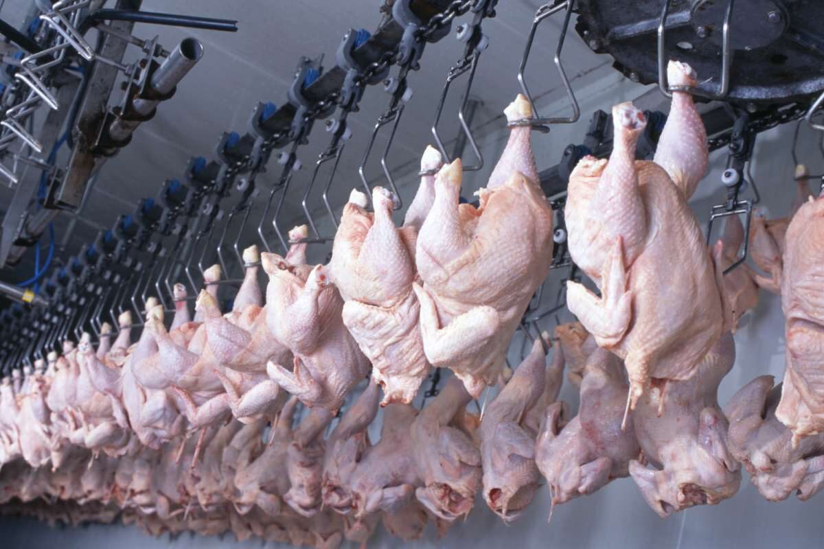 Ghana eyes Egyptian know‑how to cut poultry imports and boost local production