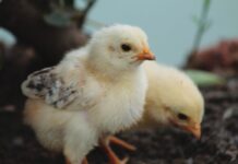 The first week as therapy: rethinking the broiler neonatal phase with a preventive approach