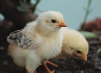 The first week as therapy: rethinking the broiler neonatal phase with a preventive approach
