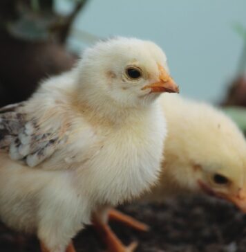 The first week as therapy: rethinking the broiler neonatal phase with a preventive approach