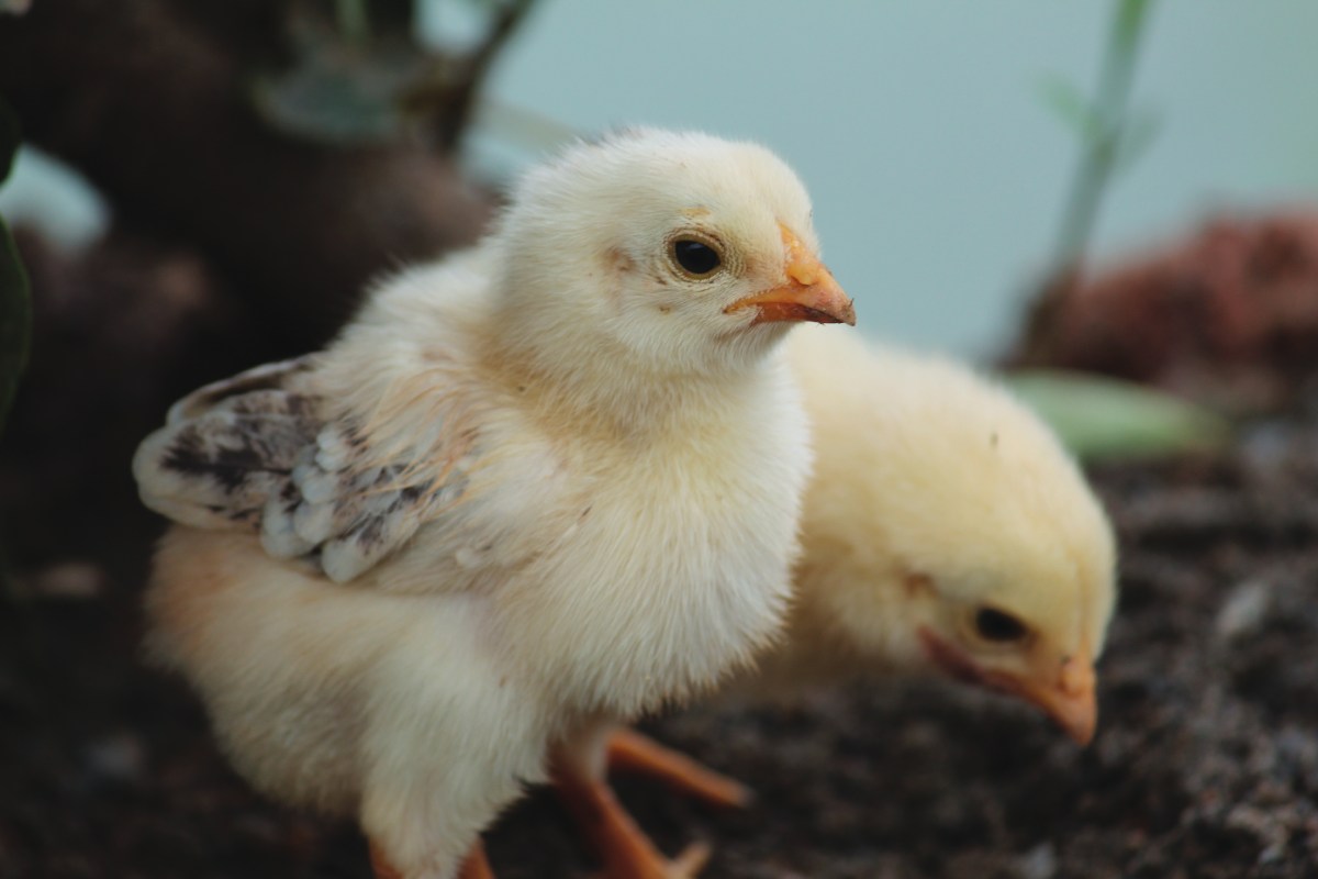 The first week as therapy: rethinking the broiler neonatal phase with a preventive approach