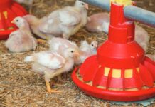 The use of enzymes in broiler chicken diets