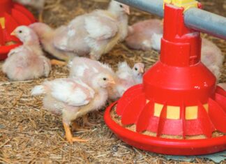 The use of enzymes in broiler chicken diets