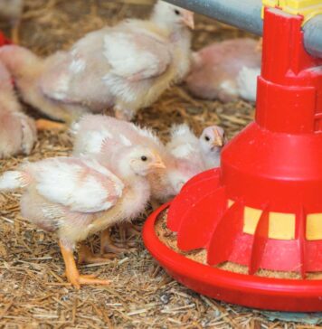 The use of enzymes in broiler chicken diets