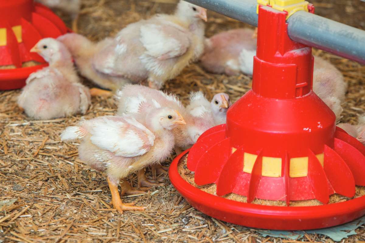 The use of enzymes in broiler chicken diets