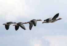 New Zealand confirms first H5N1 case in migratory seabird
