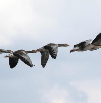 New Zealand confirms first H5N1 case in migratory seabird