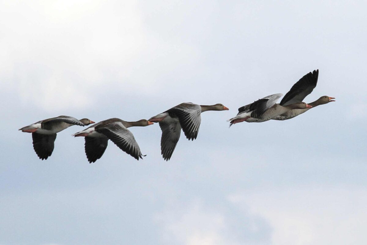 New Zealand confirms first H5N1 case in migratory seabird