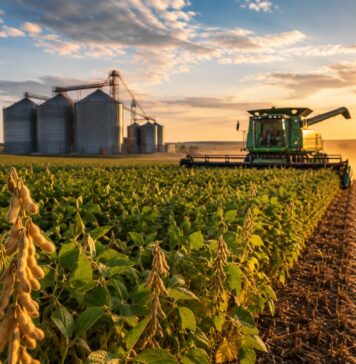 Brazil shifts from soybean acreage expansion to productivity gains