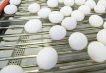 Cold weather pushes up egg prices in Tanzania’s Iringa Region