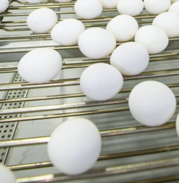 Cold weather pushes up egg prices in Tanzania’s Iringa Region
