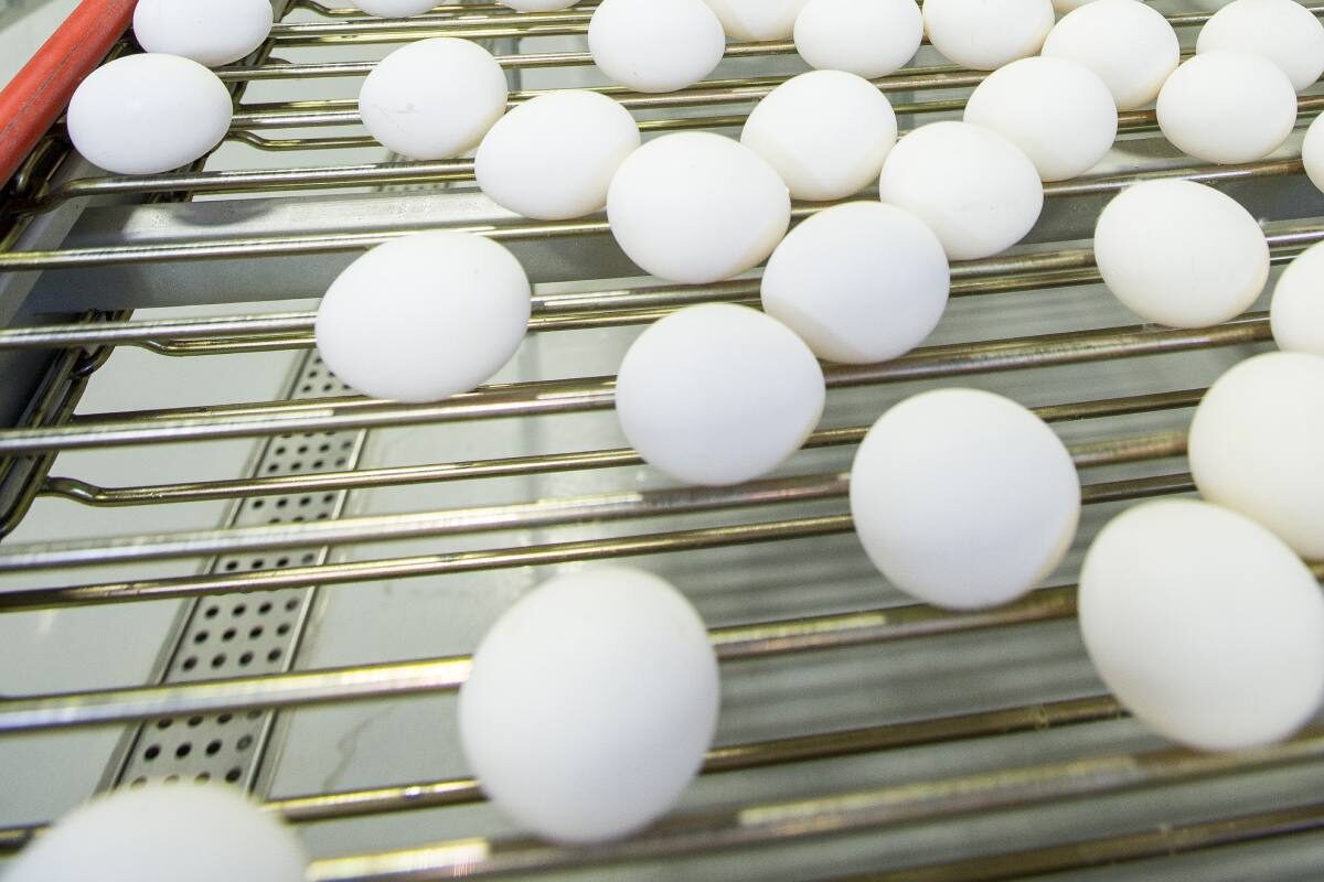 Cold weather pushes up egg prices in Tanzania’s Iringa Region