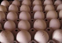 Botswana launches regular weekly hatching egg exports to Mozambique