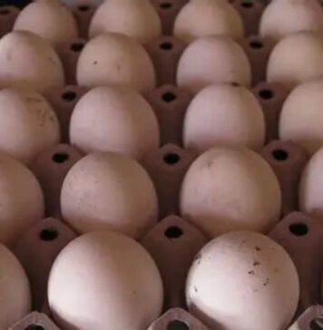Botswana launches regular weekly hatching egg exports to Mozambique