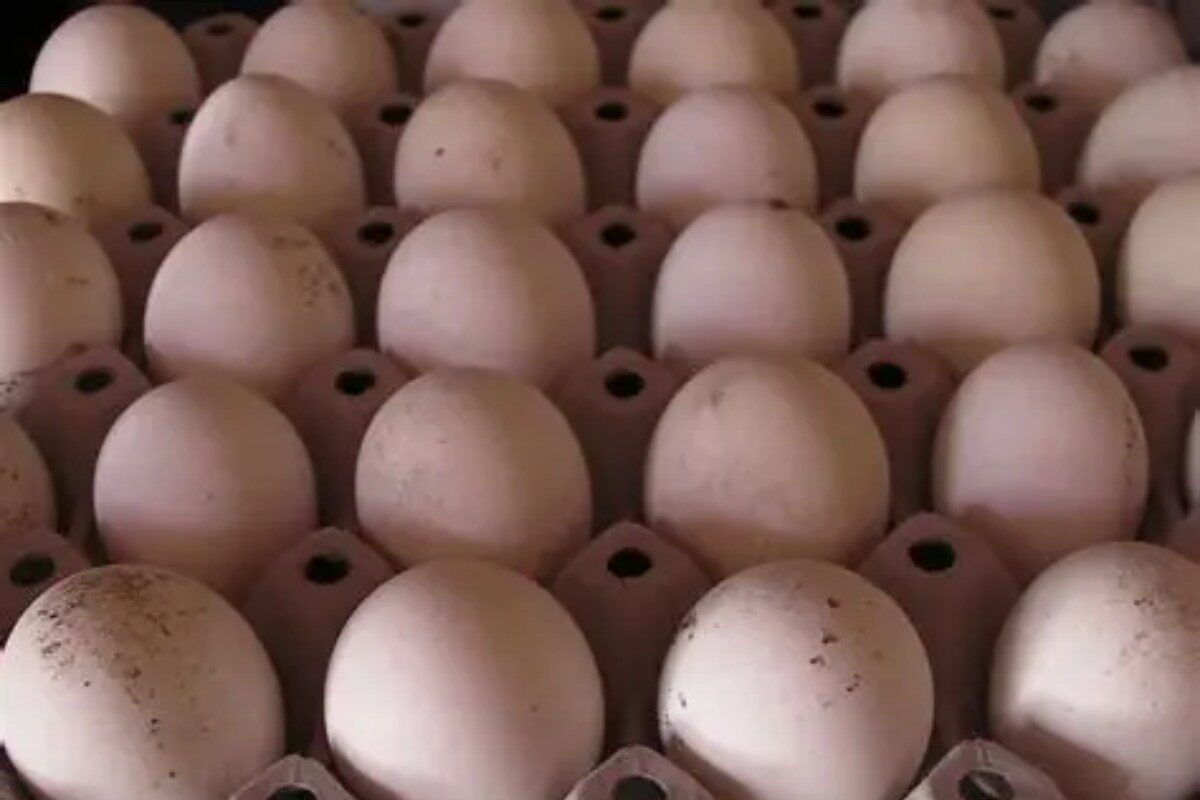 Botswana launches regular weekly hatching egg exports to Mozambique