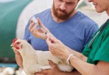 How can we get bird flu under control?