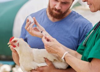 How can we get bird flu under control?