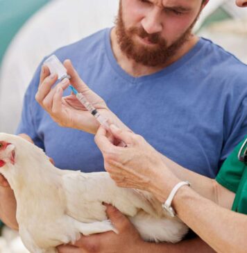 How can we get bird flu under control?
