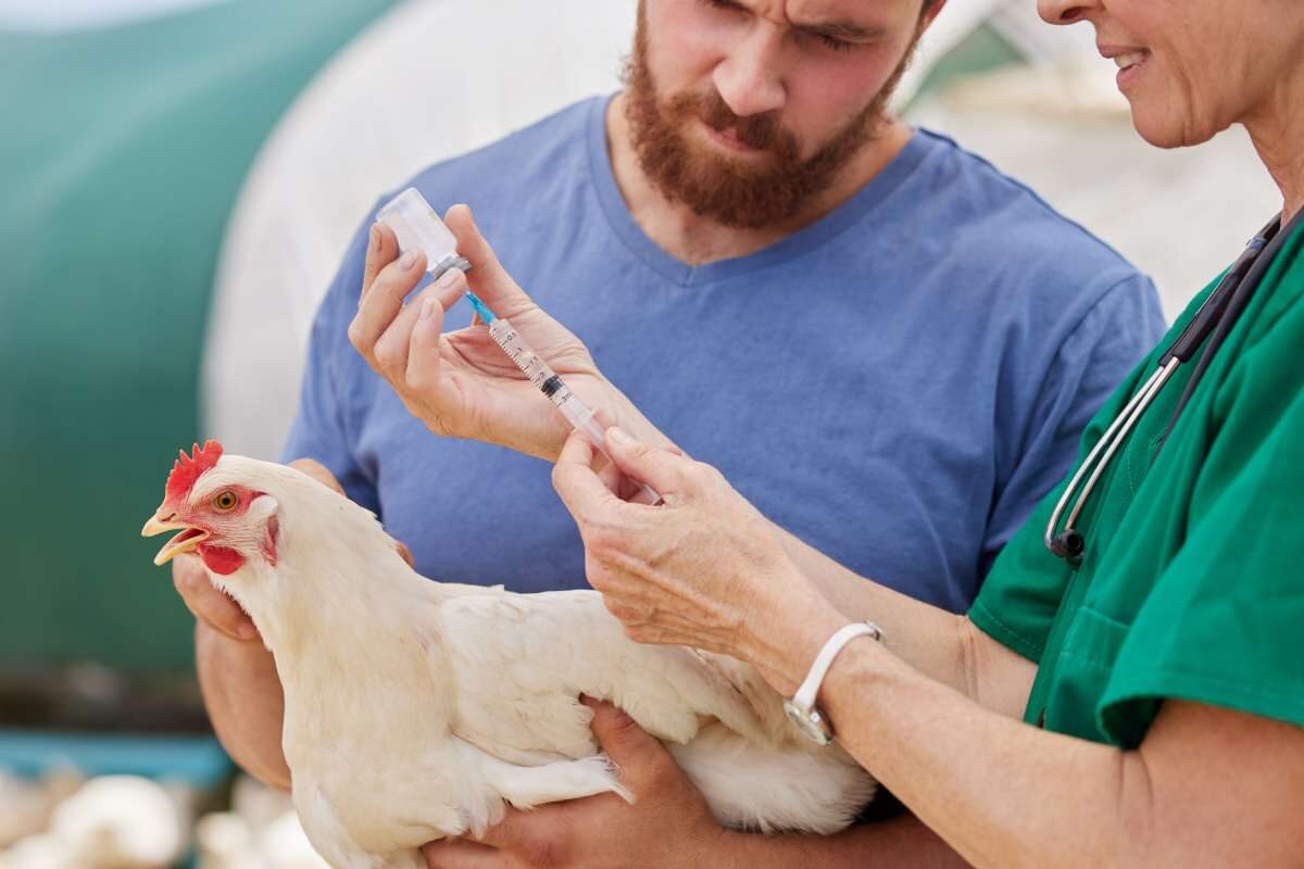 How can we get bird flu under control?
