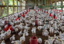 Uzbekistan targets poultry expansion with US$432 million investment plan through 2028