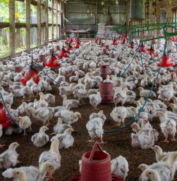 Uzbekistan targets poultry expansion with US$432 million investment plan through 2028