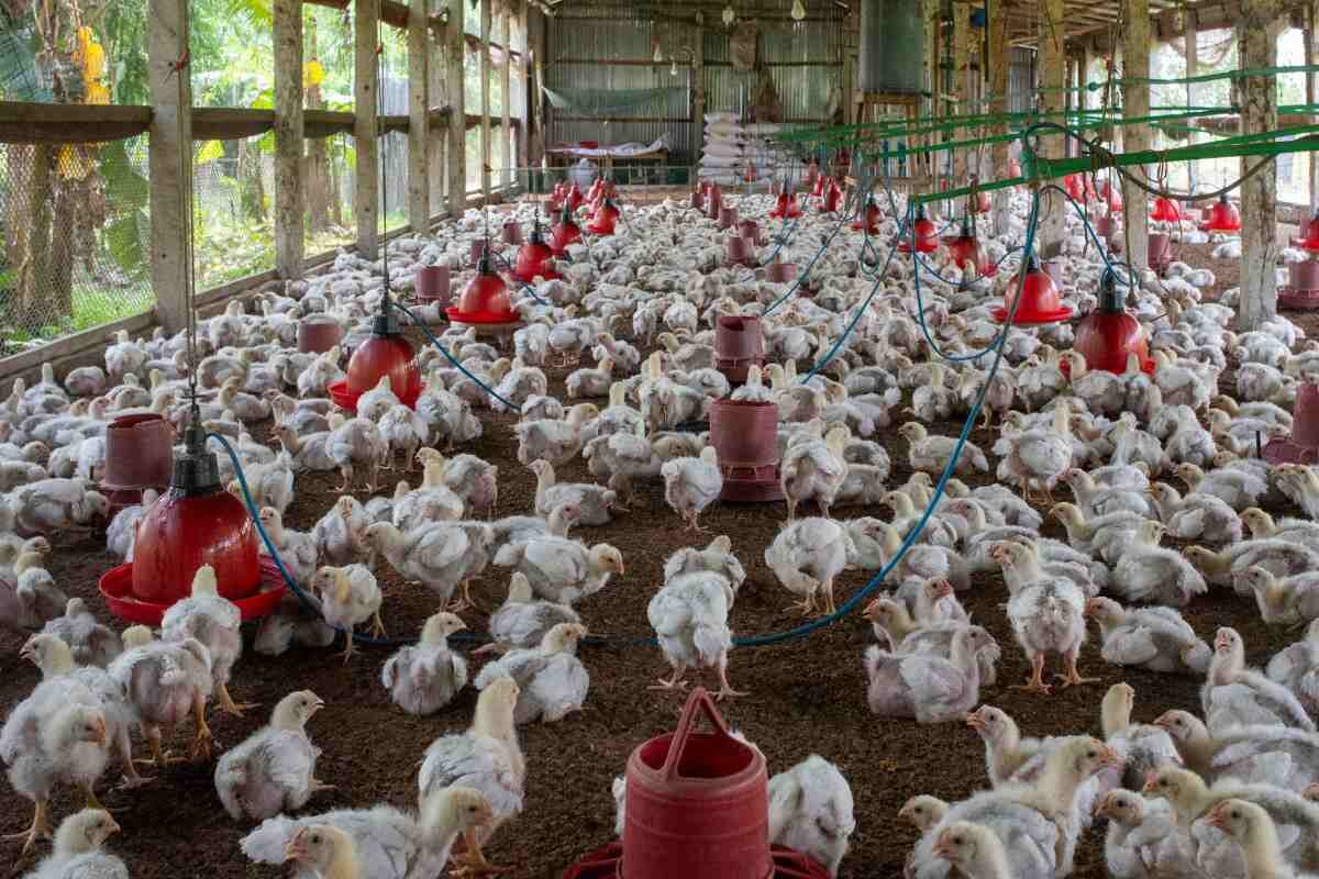 Uzbekistan targets poultry expansion with US$432 million investment plan through 2028