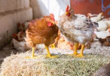 Rest and movement to improve birds’ welfare and performance. How to manage light and environmental enrichments in commercial broiler chickens