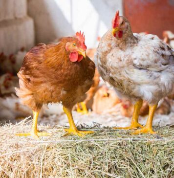 Rest and movement to improve birds’ welfare and performance. How to manage light and environmental enrichments in commercial broiler chickens
