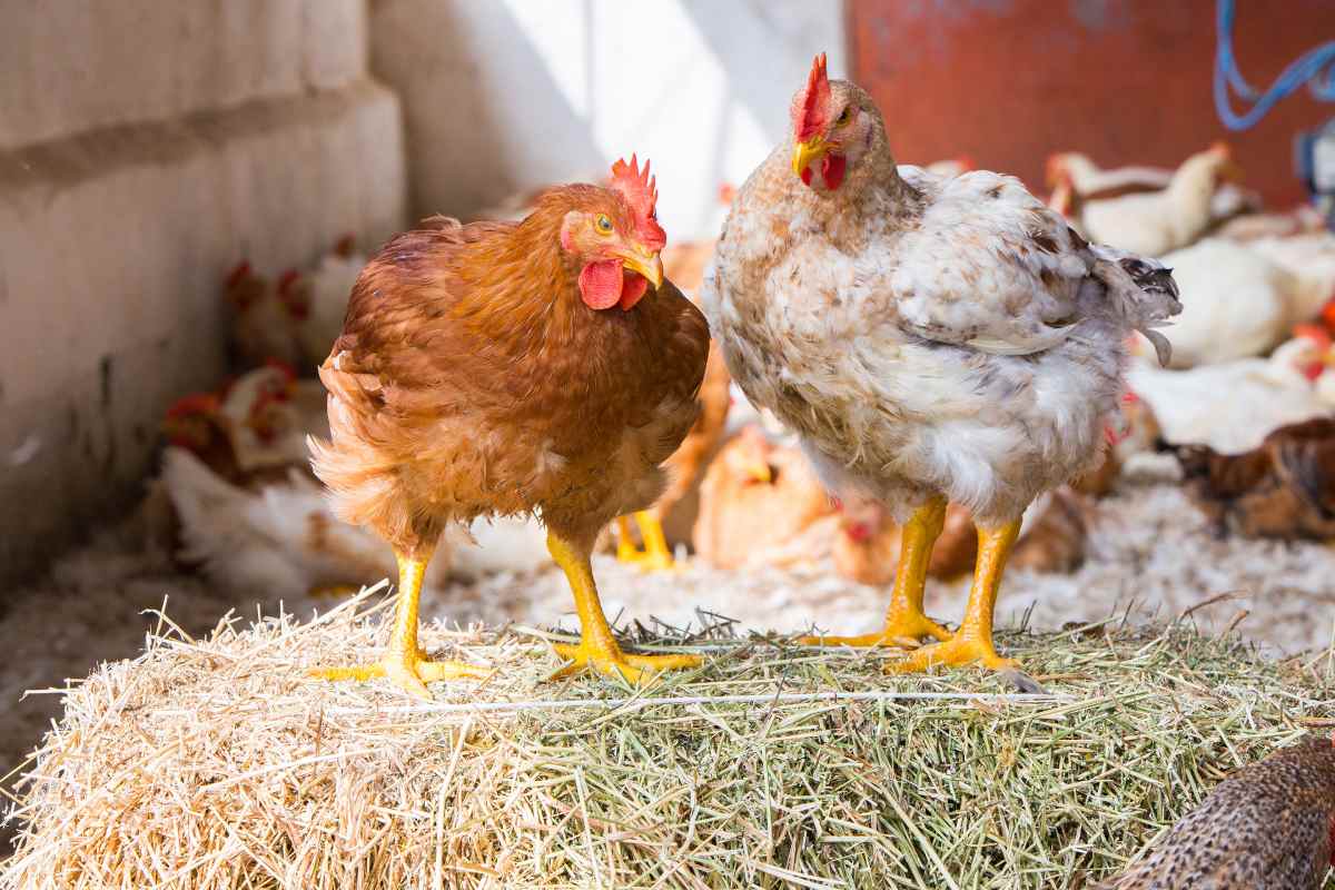 Rest and movement to improve birds’ welfare and performance. How to manage light and environmental enrichments in commercial broiler chickens