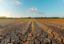 Heat and drought put Europe’s poultry sector under pressure